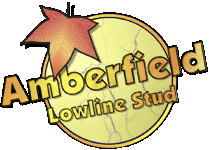 Amberfield Lowline Stud